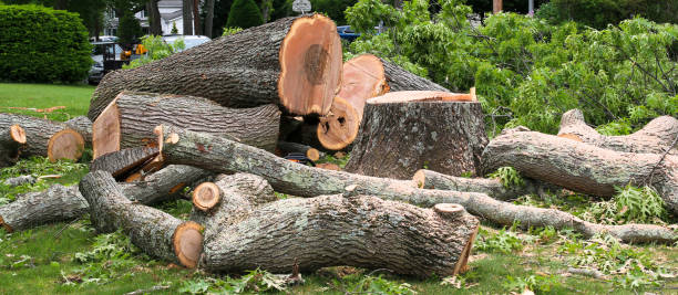 How Our Tree Care Process Works  in  Vander, NC